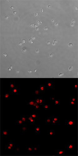 図2　活性カスパーゼ-3 アッセイを用いた細胞内のアポトーシスの検出