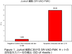 ^JXp[[̌o