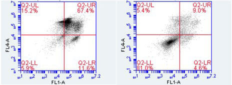 図1 FLICA™とDRAQ7™を用いたマルチプレックス細胞死検出