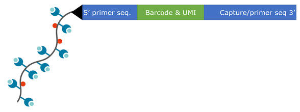 IMX_dextramer_service_2.jpg