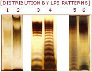 SDS-PAGE Analysis of LPS