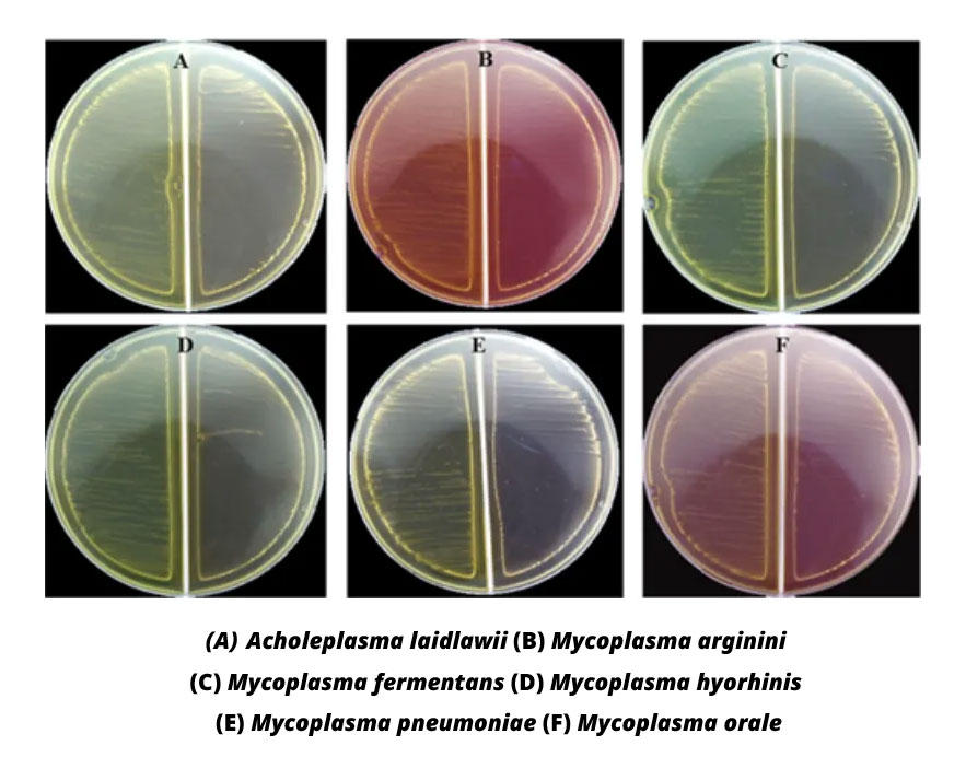 MycoClean&trade; Mycoplasma Prevention Spray �g�p��