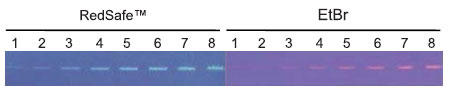 RedSafe™ とEtBrを用いてアガロースゲル電気泳動後のゲノムDNAをUVトランスイルミネーター上で検出