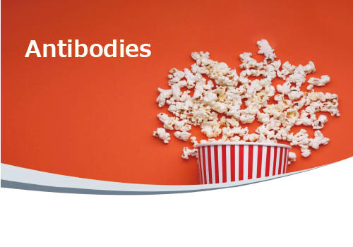 ING_Antibodies_banner_01.jpg
