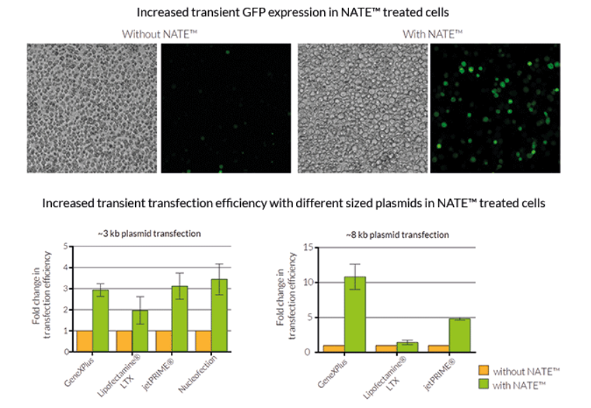 処理THP-1細胞における一過性トランスフェクション効率の向上を示した図