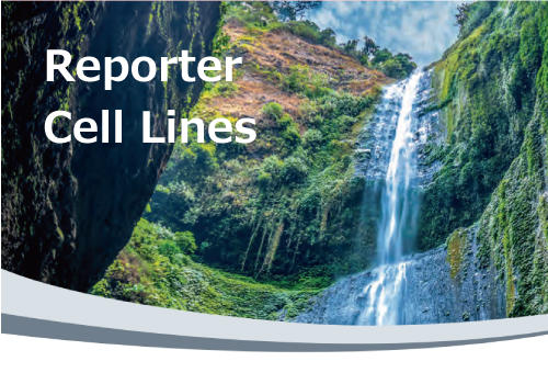 ING_Reporter_CellLine_banner_01.jpg