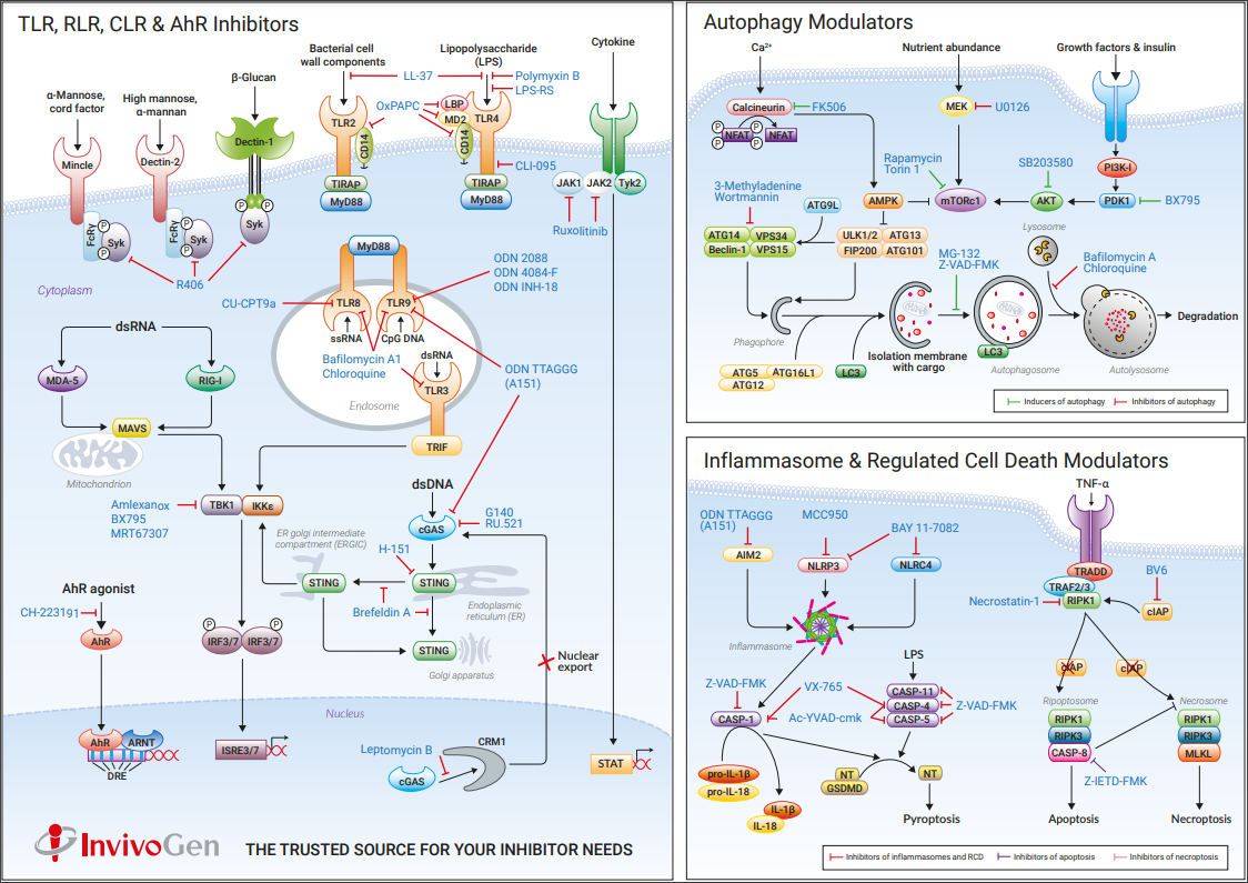 ING_inhibitor_poster_imgae.png