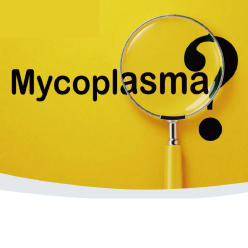 ING_mycoplasma_banner_01.jpg