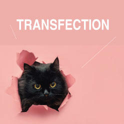 ING_transfection_banner_01.jpg