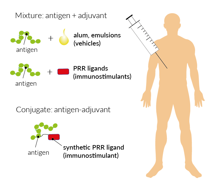 ING_vaccine_adjuvant_01.png