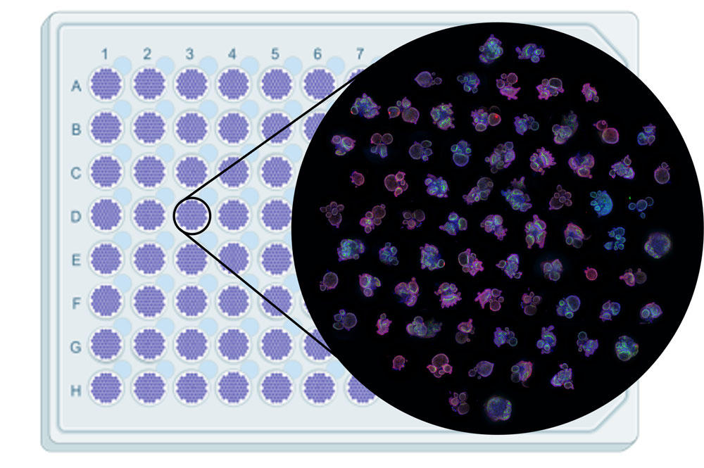 INP_3D_InSight_DIGIT_fig1.jpg