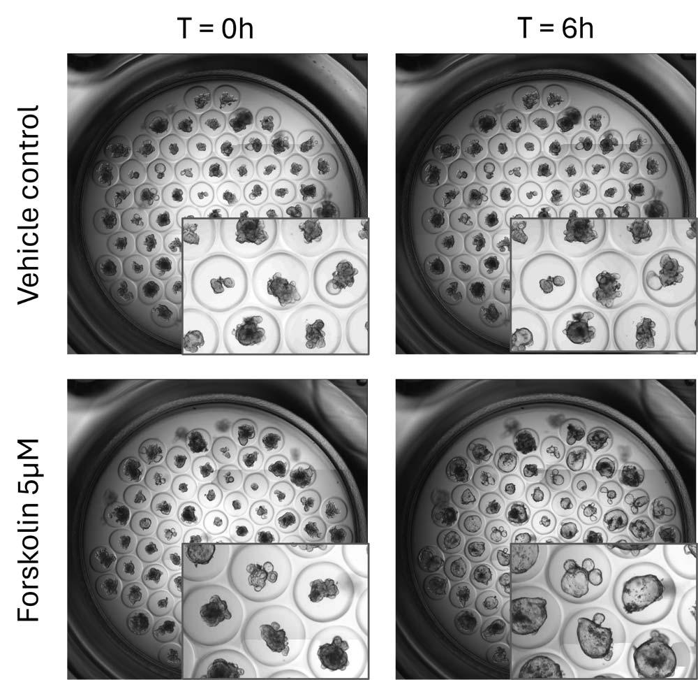 INP_3D_InSight_DIGIT_fig3L.jpg