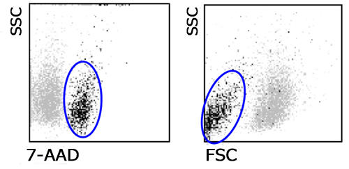 }.Jurkat זE(T-cell leukemia, human)Bgň͎͂זEB