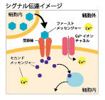 細胞内シグナル伝達のイメージ