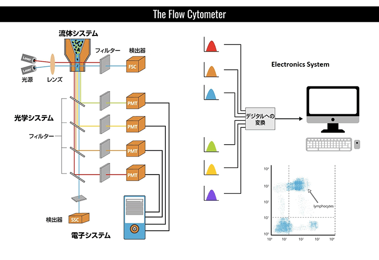 フローサイトメトリー入門講座 フローサイトメトリーの原理 基礎や一般的なプロトコルを解説 コスモ バイオ株式会社