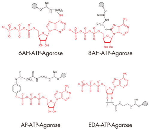 }2 4ނATP-Agarose̍\