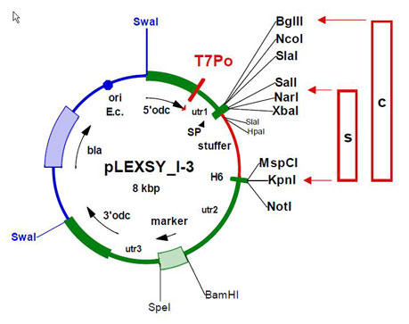 pLEXSY