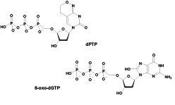 dPTP8-IL\-dGTP̍\