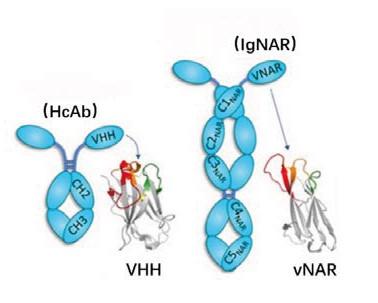 Nanobody Structure