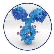 JOT_Nanobody_intro_antibody.jpg