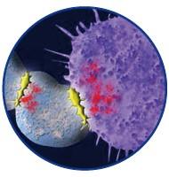 JOT_Nanobody_intro_celltherapy.jpg