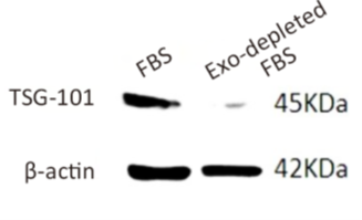 JOT_fbs_02.png