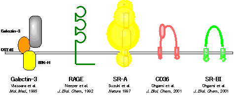 AGE receptors