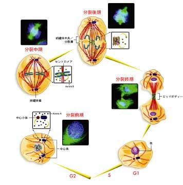 Aurora Kinase