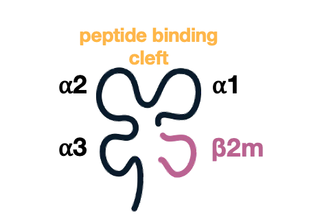 peptide-ready MHC�iprMHC�j�̃C���[�W�}
