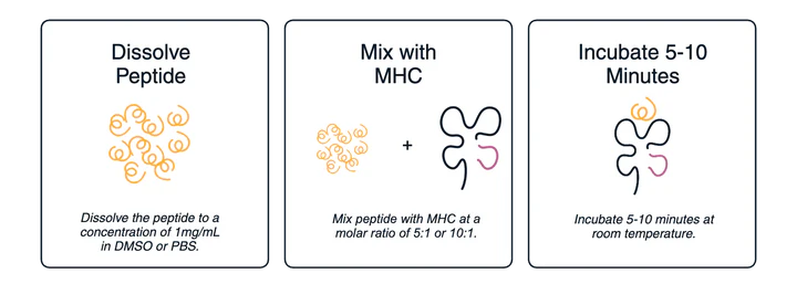 �y�v�`�h���[�f�B���O�v���g�R����\�����C���[�W�}