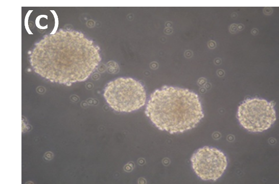 KJN_neural_stem_cell_02c.png