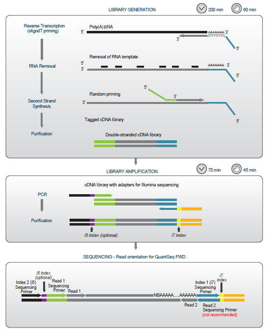 Library Generation → Library Amplification → Sequencing - Read orientaition for QuantSeq FWD