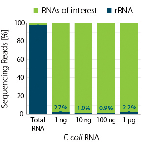 E. coli RNAɂ郊{\[RNA