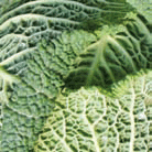 LKT_cruciferous-vegetables.gif