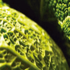 LKT_cruciferous-vegetables_2.gif