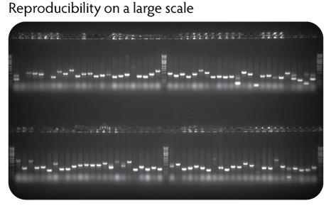 Cloneid 1x Colony Pcr Master Mix コロニーpcrやジェノタイピングに最適な酵素 緑色色素を含み直接ゲルに泳動可能 コスモ バイオ株式会社