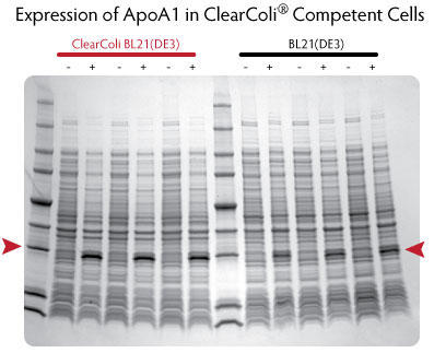 CleanColi BL21(DE3) とE. Cloni(R) EXPRESS BL21(DE3) のタンパク質発現比較