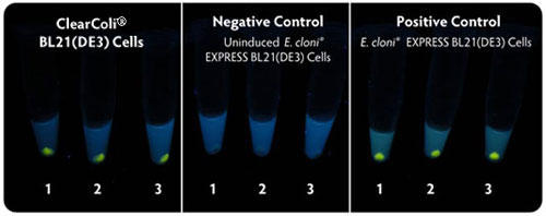 CleanColi BL21(DE3) とE. Cloni(R) EXPRESS BL21(DE3) の蛍光タンパク質発現比較
