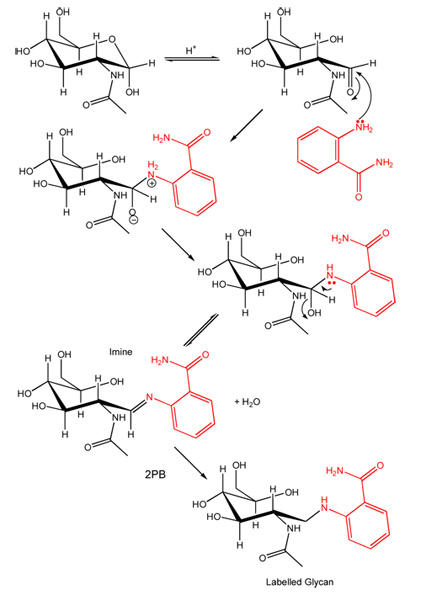 2-AA（2-aminobenzamide acid）とグリカンの標識