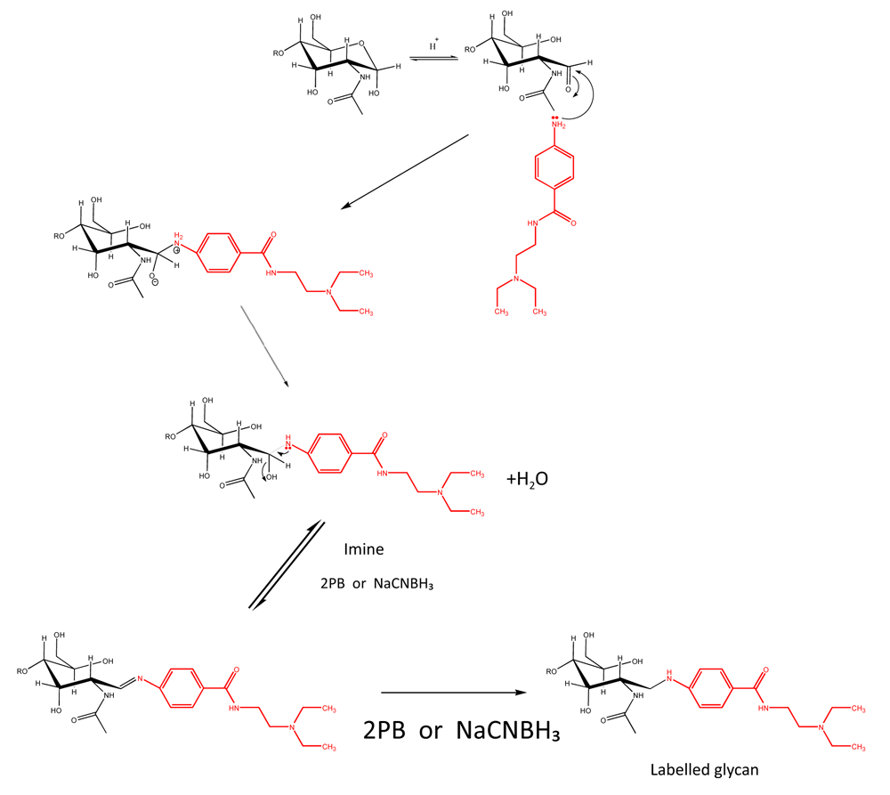 図1 還元的アミノ化による糖鎖のプロカインアミド（PROC）標識