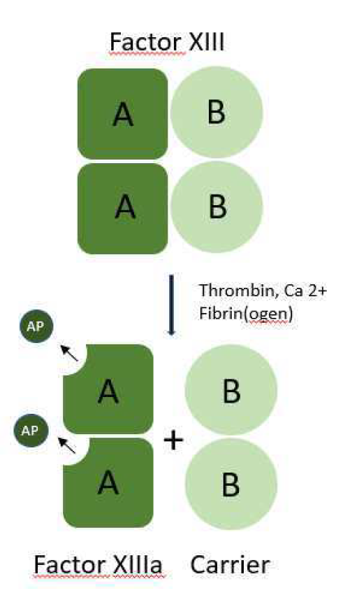 Factor XIIIpc[