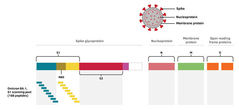 SARS-CoV-2 (Omicron, BA.1) S1 scanning pool