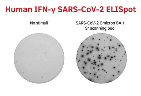 Human IFN-gamma SARS-CoV-2 ELISpot