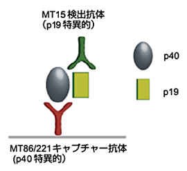 }1 Human IL-23 ELISA and ELISpot