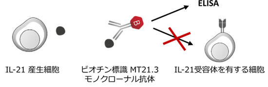 ELISA@ɂ IL-21 ox̌