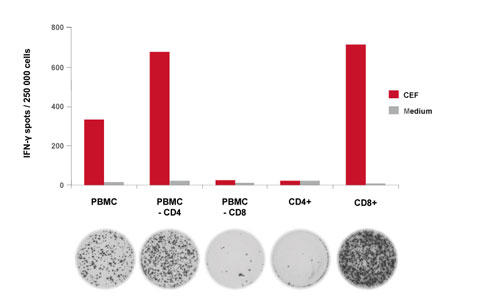 ヒトIFN-γELISpotにおけるPBMCおよび分画T細胞のCEFペプチドプール刺激