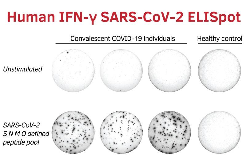 SARS-CoV-2 SNMO defined peptide poolの使用例