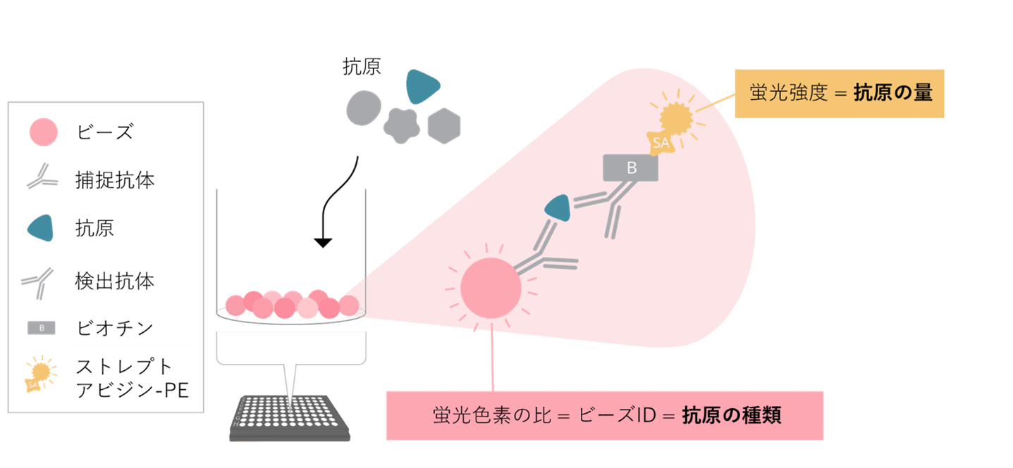 eyraplexの概略図