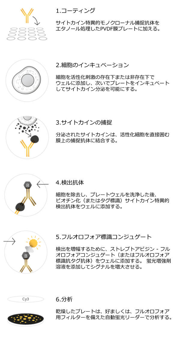 アッセイ原理