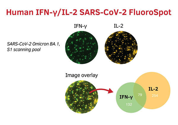 Human IFN-gamma/IL-2 SARS-CoV-2 FluoroSpot